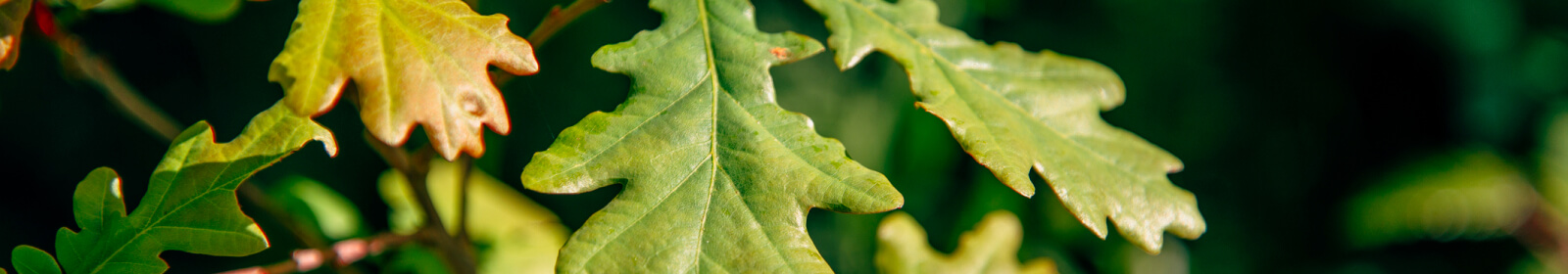 tree leaf